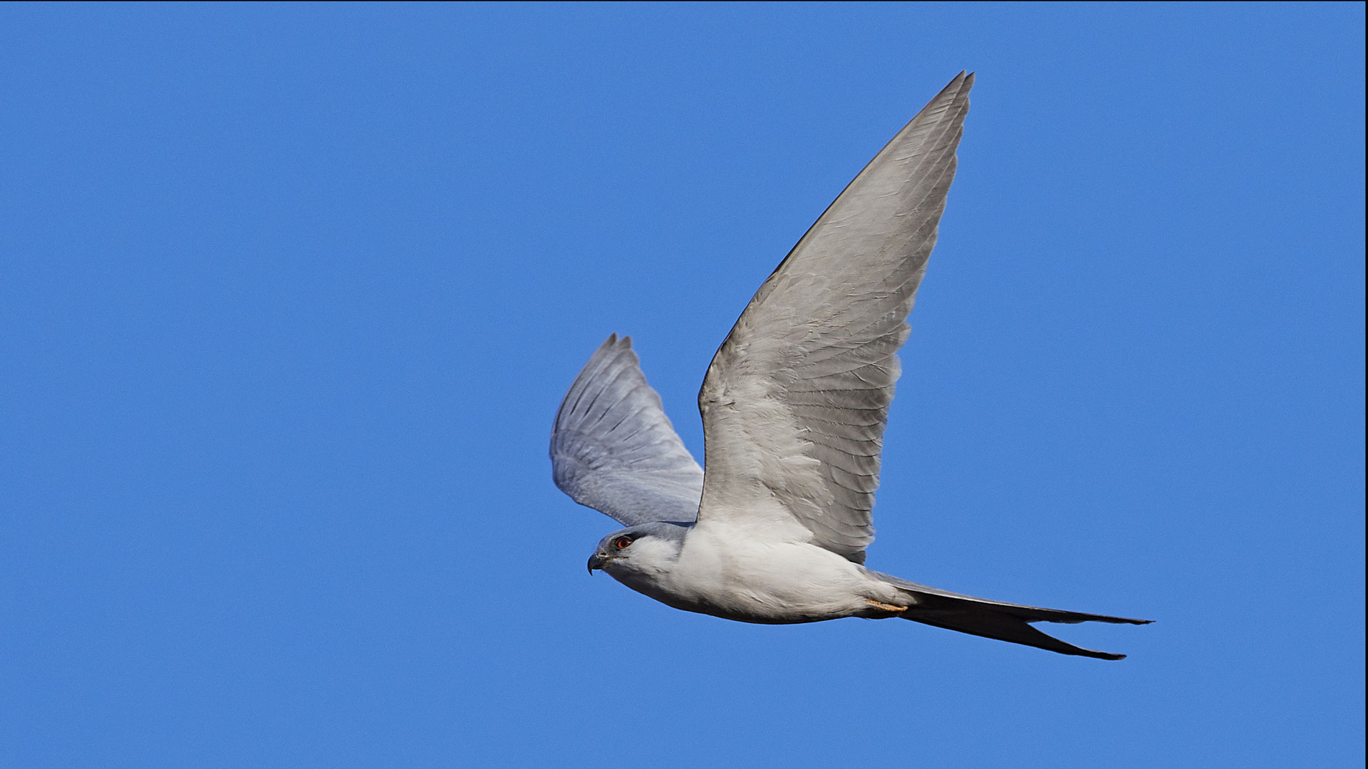 InvestingInTheFuture-Blog A Swallow flying alone against a blue sky.